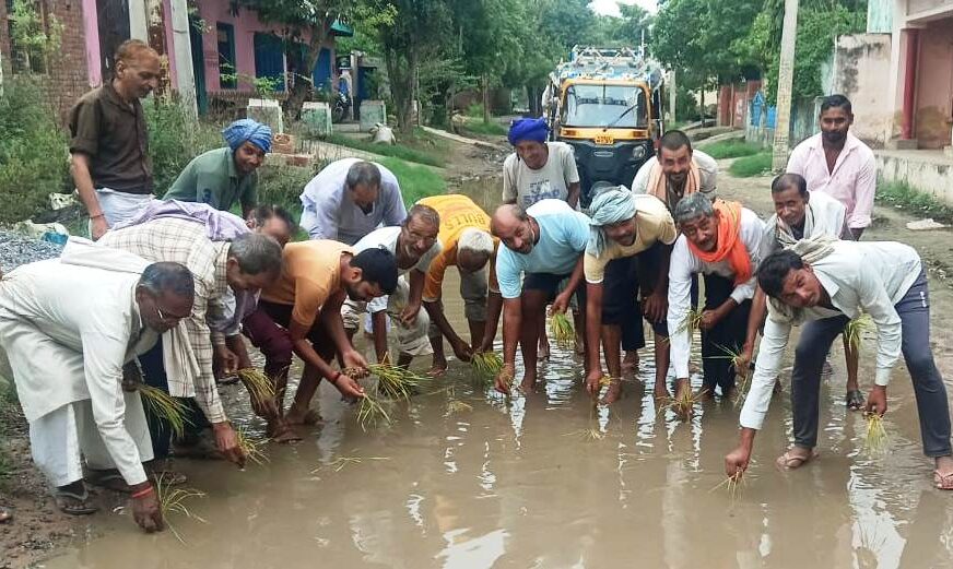हसायन : ग्रामीणों ने सड़क के पानी भरे गड्ढों में धान की फसल की रोपाई कर जताया आक्रोश, आठ वर्ष में नही बन पाई आठ किलोमीटर की जर्जर सडक