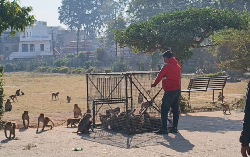 हाथरस में आज 200 उत्पाती बंदरों को पकड़ा गया, लेबर कॉलोनी पार्क व वसुंधरा एनक्लेव से पकड़े बंदर