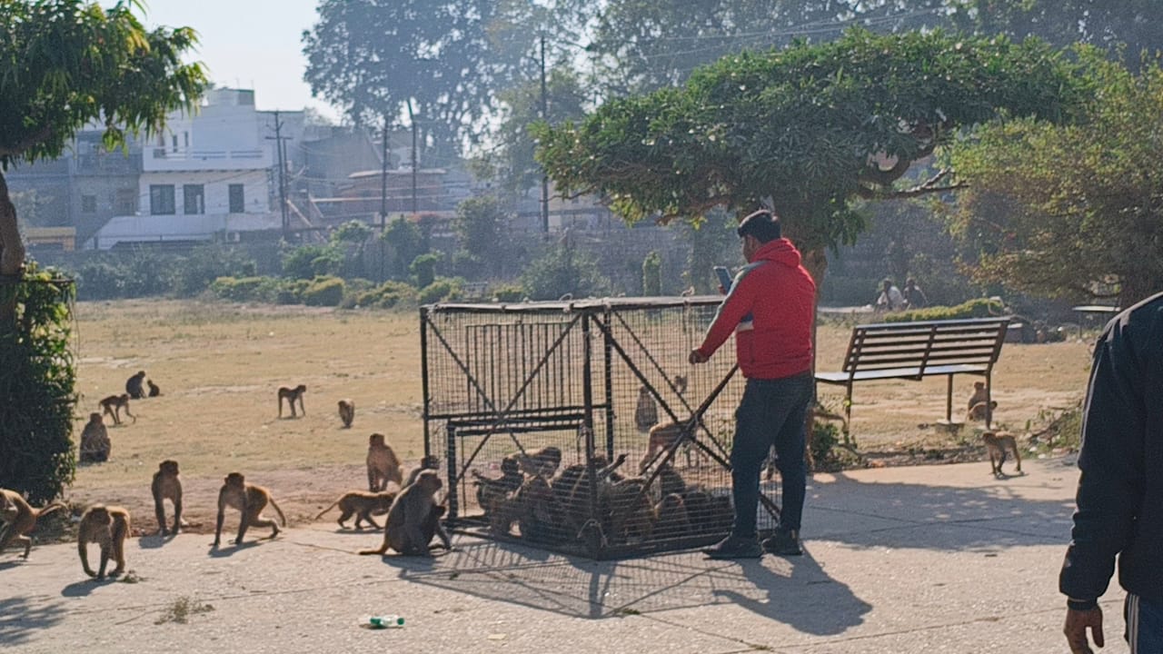 हाथरस में आज 200 उत्पाती बंदरों को पकड़ा गया, लेबर कॉलोनी पार्क व वसुंधरा एनक्लेव से पकड़े बंदर