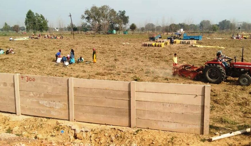 बदले मौसम के बाद डर के साये में आलू की खुदाई शुरू, आलू खोदने के लिए ट्रेक्टर और मजदूर पहले से हो गये है बूक