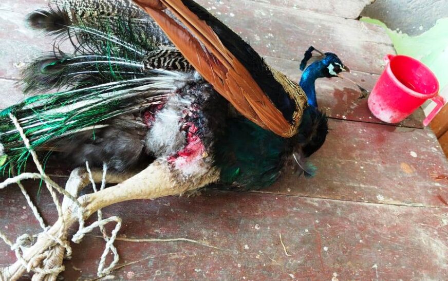 हसायन : बपंडई गांव में बंदरों का आतंक, राष्ट्रीय पक्षी मयूर पर हमला कर किया घायल