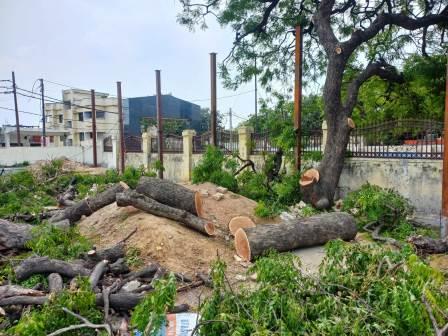 हसायन : शहीद स्मारक पार्क में खडे प्राचीन नीम के छायादार वृक्ष की कई डालियों पर ब्लाक के जिम्मेदारोें ने चलवाई आरी