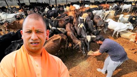 हाथरस में शुरू होगी ‘मिनी नन्दिनी कृषक समृद्धि योजना’, गौपालन को मिलेगा बढ़ावा, नन्द बाबा दुग्ध मिशन के अंतर्गत 10 दुधारू गौवंश की इकाई पर मिलेगा 50% तक अनुदान