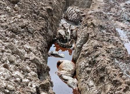 गौशाला बनी गौवंशों की मृत स्थली, आधा दर्जन से अधिक गायें मृत मिलीं, अधिकारियों पर गंभीर आरोप