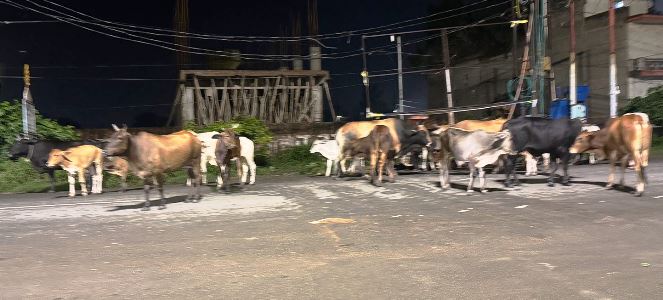 हाथरस में सड़कों पर आवारा पशुओं का बसेरा, रोजाना रात को हो रहे हादसे, कई लोग हो चुके जख्मी