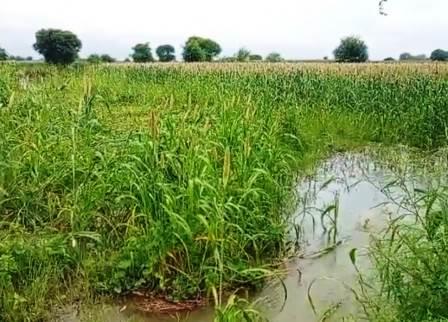 रजवाहे की पटरी कटने से फसलें डूबी, बिसावर क्षेत्र में रजवाहे की पटरी कटने से बजारा व धान की फसल को नुकसान