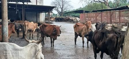 सासनी : पराग डेयरी स्थित अस्थाई गौशाला में अव्यवस्थाओं का अंबार, कीचड़ में जीवन जीने को मजबूर गोवंश