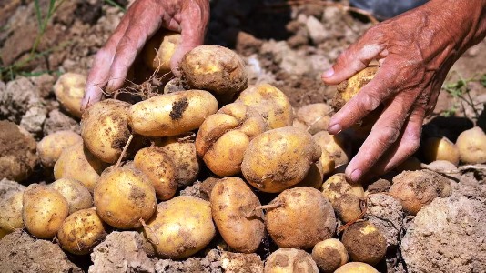 आलू उत्पादक किसानों के लिए बीज आवेदन की तिथि घोषित, 15 सितंबर से