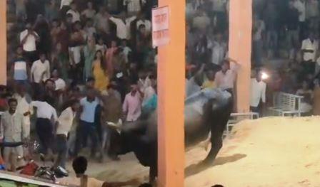 दाऊजी मेले में सांड ने लोगों पर किया हमला, दर्शकों की भीड़ में आवारा सांड ने मचाई भगदड़, वीडियो सोशल मीडिया पर वायरल