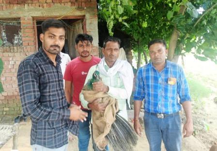 मुरसान : बिजली का करंट लगने से मोर हुआ घायल