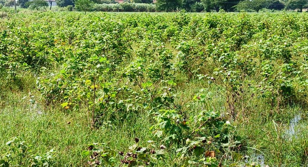 लगातार बारिश से कपास की फसल चौपट, किसानों के चेहरे पर मायूसी