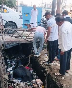 सादाबाद में गहरे नाले में गिरा गौवंश, गौ सेवकों ने सुरक्षित बाहर निकाला