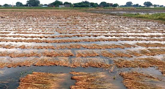 सासनी में बारिश से खरीफ फसलों को नुकसान का खतरा, किसानों में चिंता