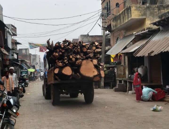 हसायन : जिम्मेदारों की मनमानी भरी उदासीनता से हो रहा हरे पेडों का कटान, हरियाली के लिए हर साल लाखों रूपए का हो रहा बजट बर्बाद