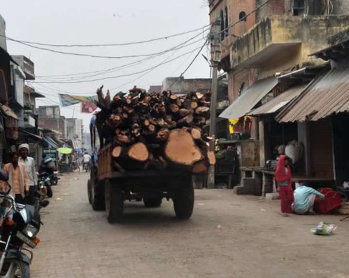 हसायन : जिम्मेदारों की मनमानी भरी उदासीनता से हो रहा हरे पेडों का कटान, हरियाली के लिए हर साल लाखों रूपए का हो रहा बजट बर्बाद