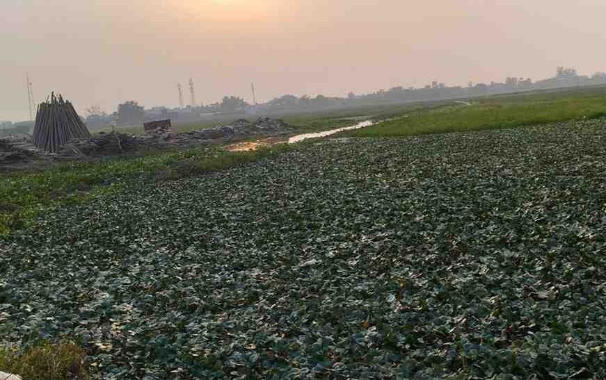 हसायन : पानीफल सिघाडें की बंपर पैदावार से किसान हुए प्रफुल्लित