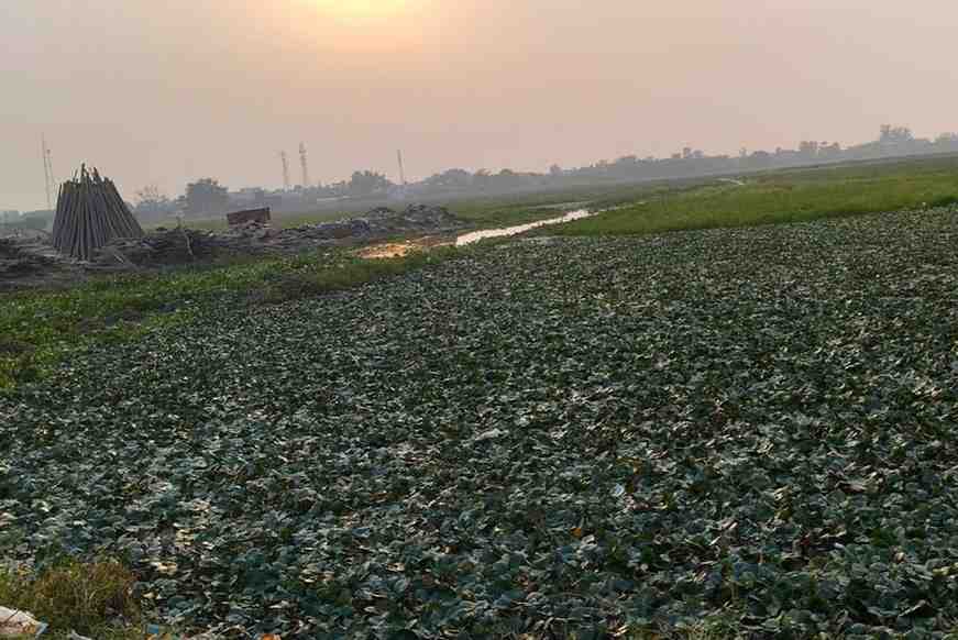 हसायन : पानीफल सिघाडें की बंपर पैदावार से किसान हुए प्रफुल्लित