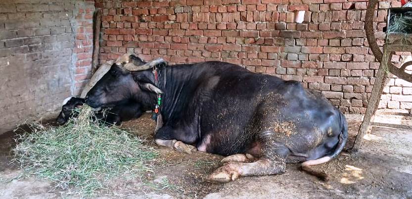 सासनी : खुरपका-मुंहपका बीमारी से भैंस और बकरियों में हाहाकार, पशुपालक परेशान