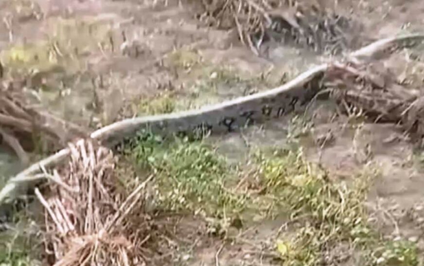 मुरसान के बिशुनदास गांव में अजगर ने मचाई अफरा-तफरी, खेतों में 10 फीट लंबा अजगर देखकर ग्रामीण भयभीत, वन विभाग का इंतजार करते रहे ग्रामीण