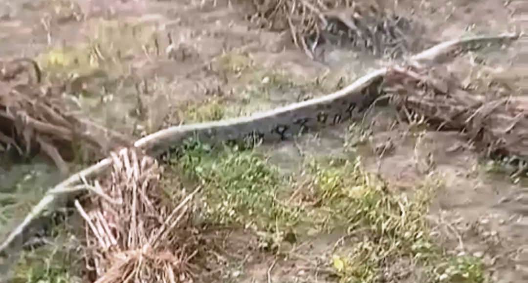 मुरसान के बिशुनदास गांव में अजगर ने मचाई अफरा-तफरी, खेतों में 10 फीट लंबा अजगर देखकर ग्रामीण भयभीत, वन विभाग का इंतजार करते रहे ग्रामीण