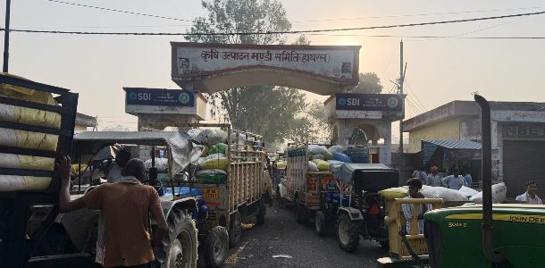 हाथरस मंडी में धान की अत्यधिक आवक, गुरूवार को 25 से 30 हजार क्विंटल खरीदा धान, मंडी से 55 हजार क्विंटल धान हरियाणा भेजा