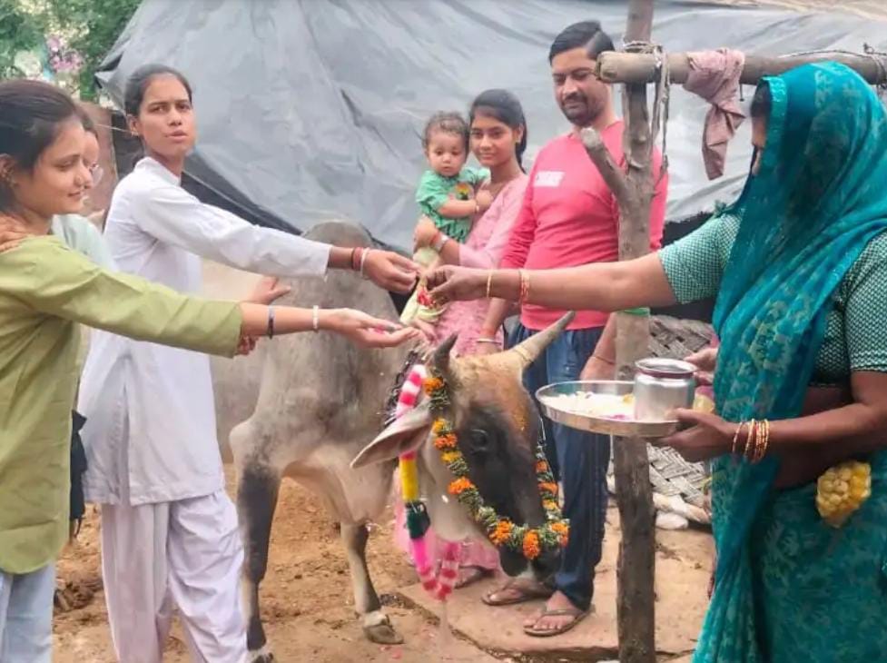 सादाबाद : गौसेवा कर की गई मंगल कामना, गोपाष्टमी पर गायों को गुड़-चना खिलाकर की गई पूजा अर्चना