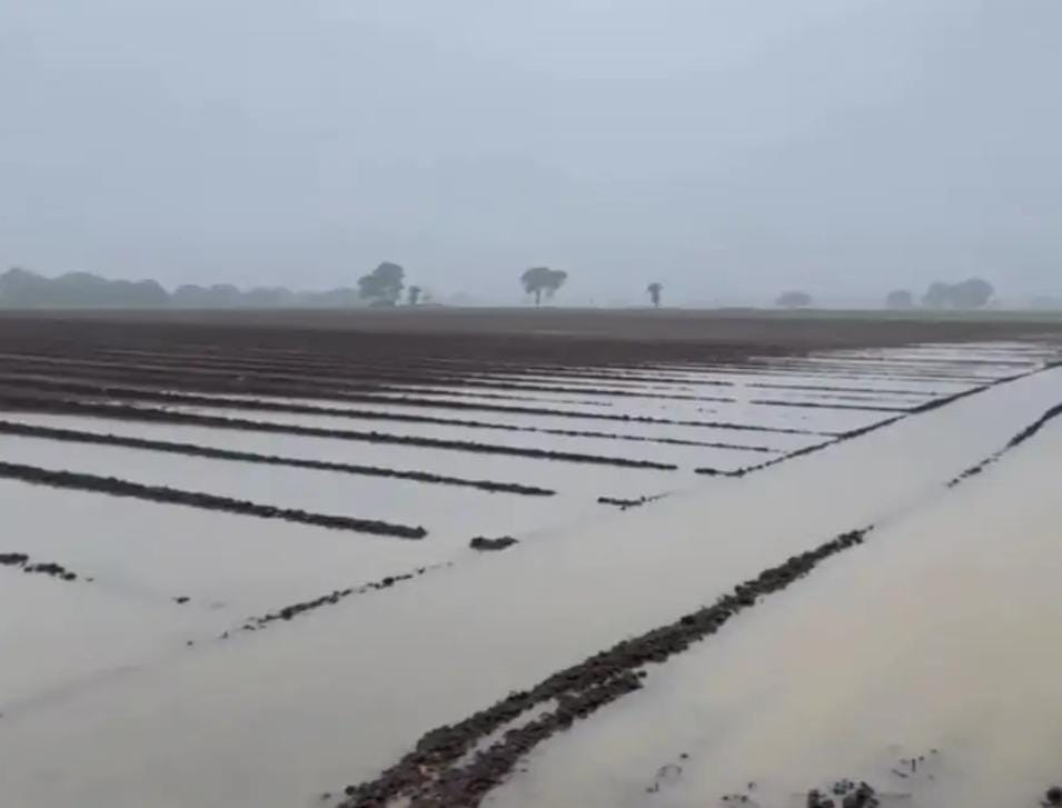 सादाबाद : बारिश से फसलों को नुकसान