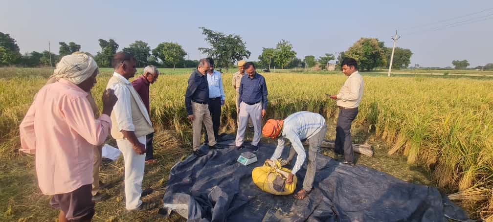 धान फसल की क्रॉप कटिंग प्रक्रिया मुख्य विकास अधिकारी की उपस्थिति में सम्पन्न