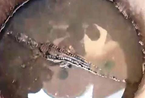 हसायन : गांव बपंडई में एक फुट के मगरमच्छ को देख ग्रामीणों में मचा हडकंप, वन विभाग ने किया रेस्क्यू