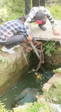 गटर में गिरे गौवंश को जेसीबी की मदद से सुरक्षित बाहर निकाला