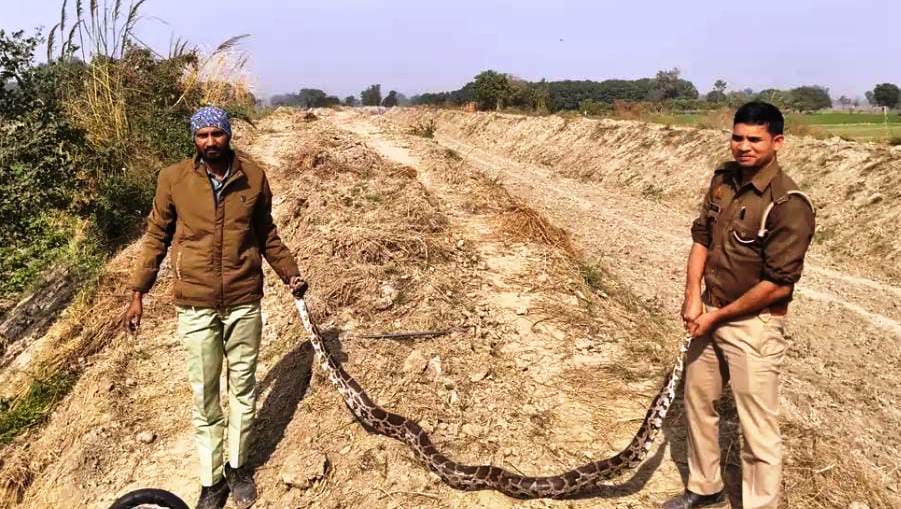 सादाबाद : शहबाजपुर में अजगर निकलने से हड़कंप, मौके पर पहुंची पीआरवी टीम ने रेस्क्यू कर अजगर को पकड़ा