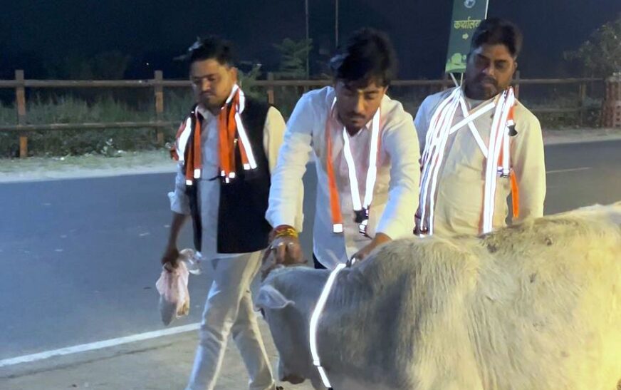 हाथरस में गोवंश को पहनाए रेडियम बेल्ट, अचानक टकराकर होने वाले हादसों में होगी कमी