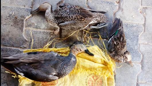 हसायन : प्रवासी पक्षियों का शिकार कर रहे दो शिकारी युवक किए गिरफ्तार, वन्य जीव संरक्षण अधिनियम में मुकदमा दर्ज