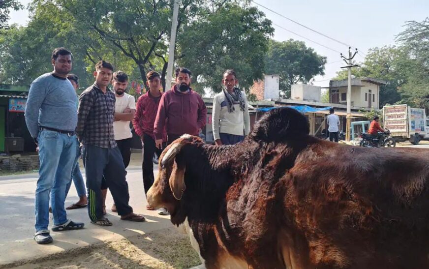 सादाबाद : बीमार नंदी को बरसाना गऊशाला भेजा, कजरौठी में गौसेवक की टीम ने किया रेस्क्यू