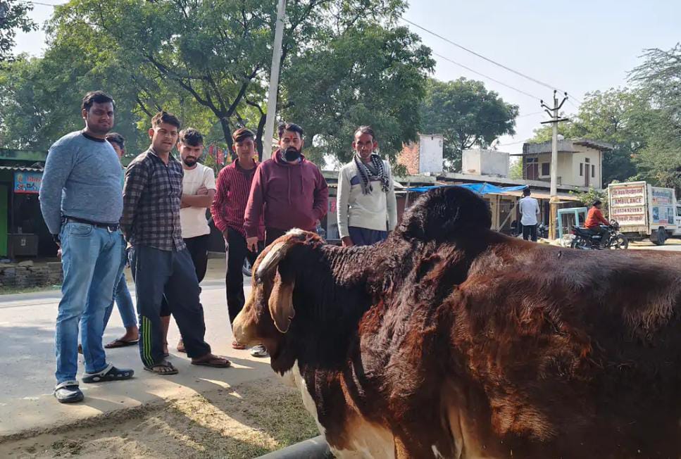 सादाबाद : बीमार नंदी को बरसाना गऊशाला भेजा, कजरौठी में गौसेवक की टीम ने किया रेस्क्यू