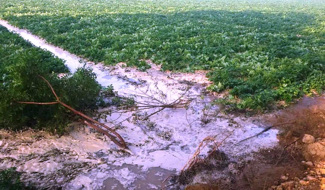 सादाबाद : रजवाहे की पटरी कटने से फसलें जलमग्न, गांव घूचा में कई किसानों को नुकसान, गेहूं और सरसों समेत अन्य फसलों में भरा पानी