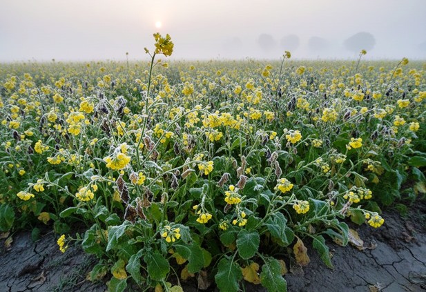 सरसों की फसल पर पाले और रोगों का खतरा, कृषि वैज्ञानिक ने किसानों को दी विशेष सलाह