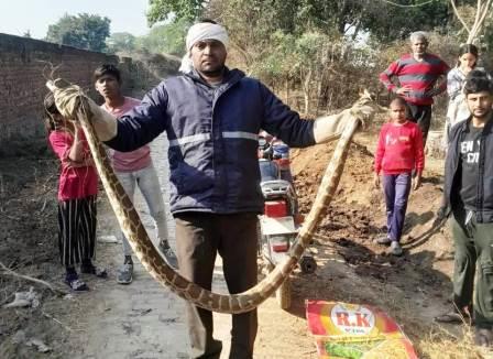 सादाबाद : विशाल अजगर निकलने से हड़कंप, बिसावर क्षेत्र के गांव नगला शेखा के निकट निकला अजगर