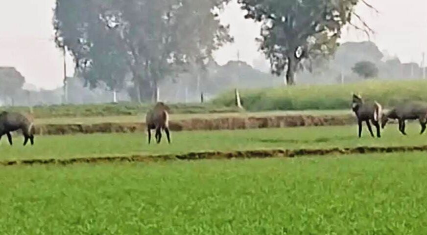 सादाबाद : फसलों को रौंद रहे जंगली सूअर और नीलगाय