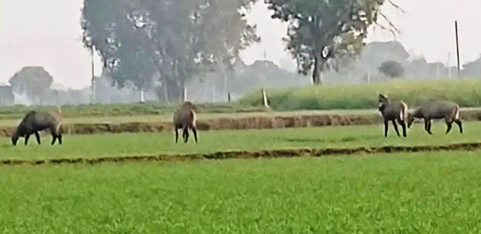 सादाबाद : फसलों को रौंद रहे जंगली सूअर और नीलगाय
