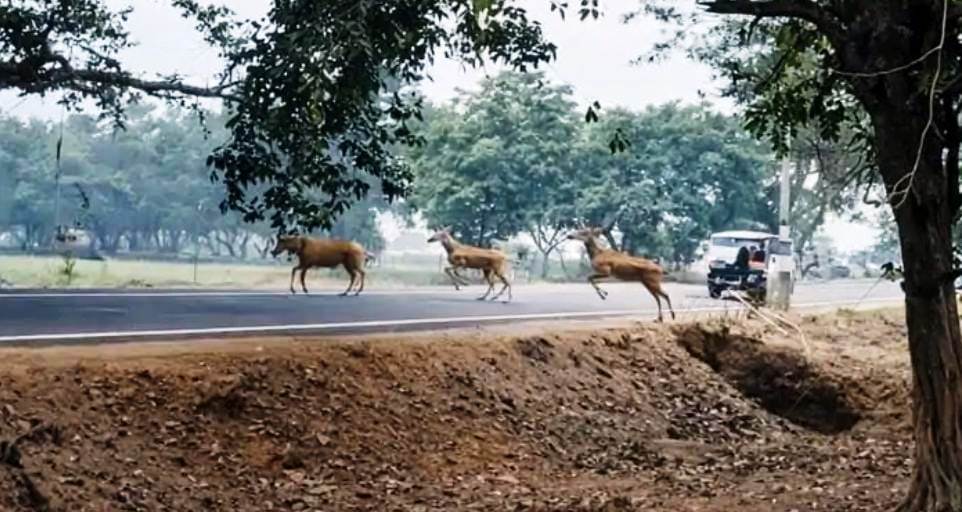 सादाबाद : किसानों की मेहनत पर पानी फेर रहीं नील गाय, तमाम इंतजामों के बाद भी फसलों को पहुंचा रही नुकसान
