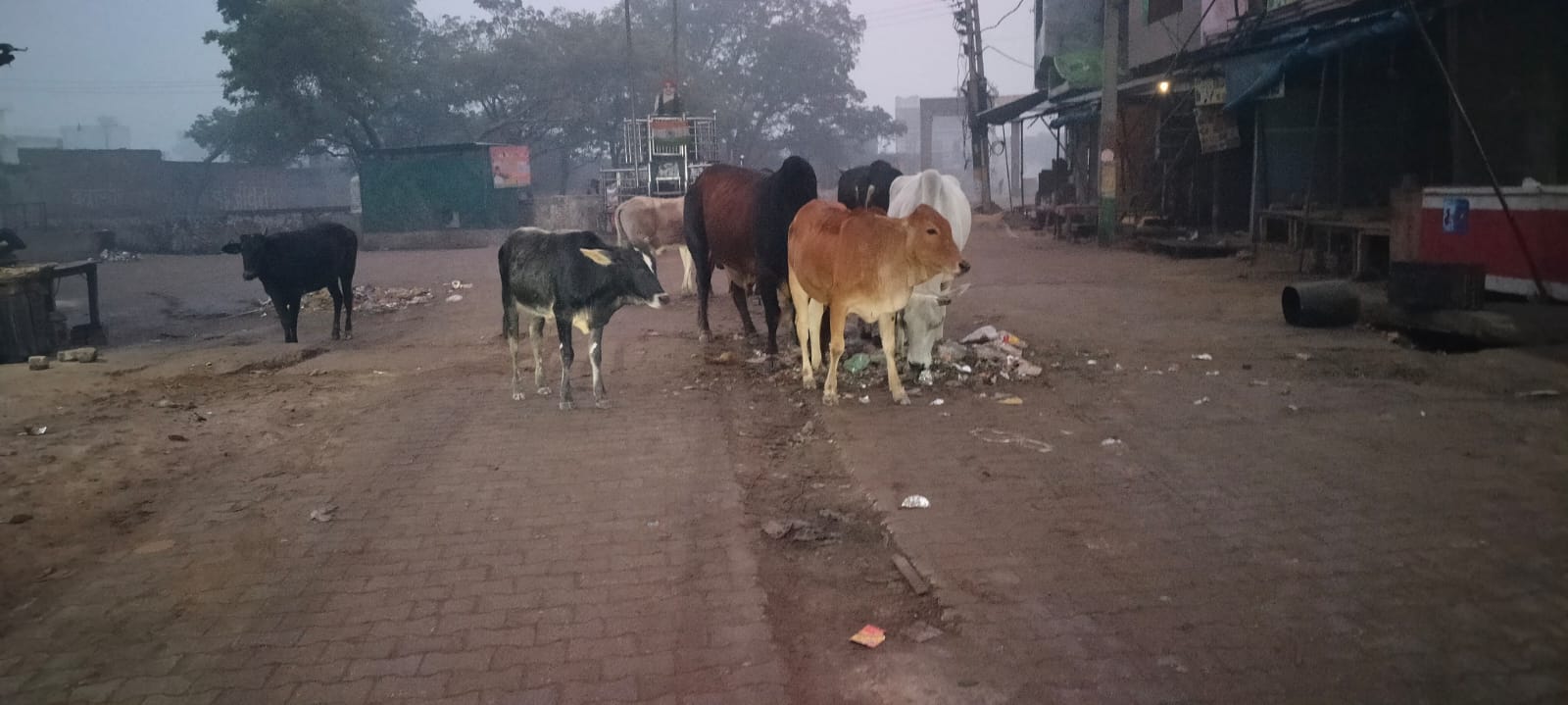 हसायन : कड़ाके की सर्दी में दर-दर भटक रहे निराश्रित गौवंश