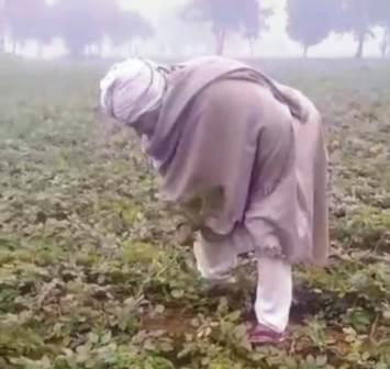 सादाबाद : आलू की फसल पर पाला देख किसान चिंतित, फसलों के बचाव के प्रयास में जुटे किसान, लगातार गिर रहा तापमान