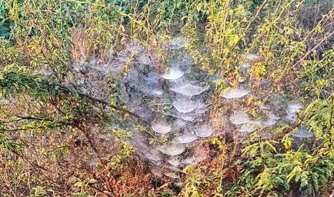 सादाबाद : फसलों से पाला जमने से किसान चिंतित, फसलों की पैदावार पर पड़ सकता है बुरा असर, उपाय में लगे किसान