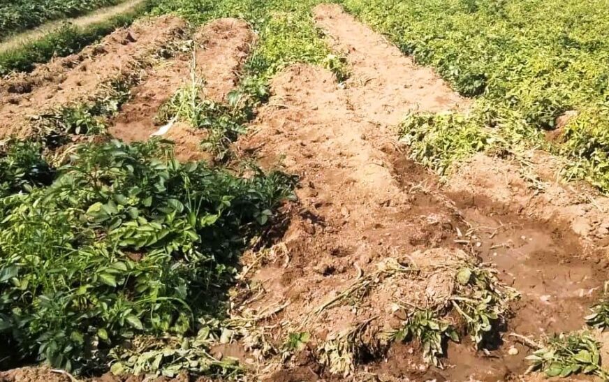 सादाबाद : जंगली सूअरों के आतंक से फसलों को बचा पाना हुआ मुश्किल, आलू की फसल नष्ट, किसान मांग रहे मुआवजा