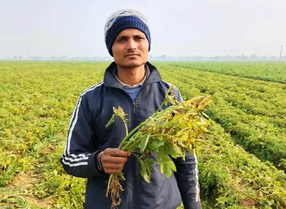 सादाबाद : मौसम का बदलाव प्रभावित कर सकता है फसलों की पैदावार, फसलों पर दिखाई देने लगा है तेज धूप और बढ़ते तापमान का असर