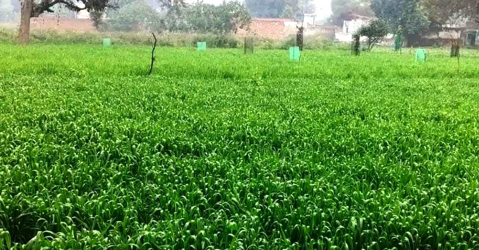 सादाबाद : बारिश से हो सकती है आलू खुदाई में देरी, सरसों की फसल को भी नुकसान की संभावना, मौसम बिगड़ने से किसान चिंतित