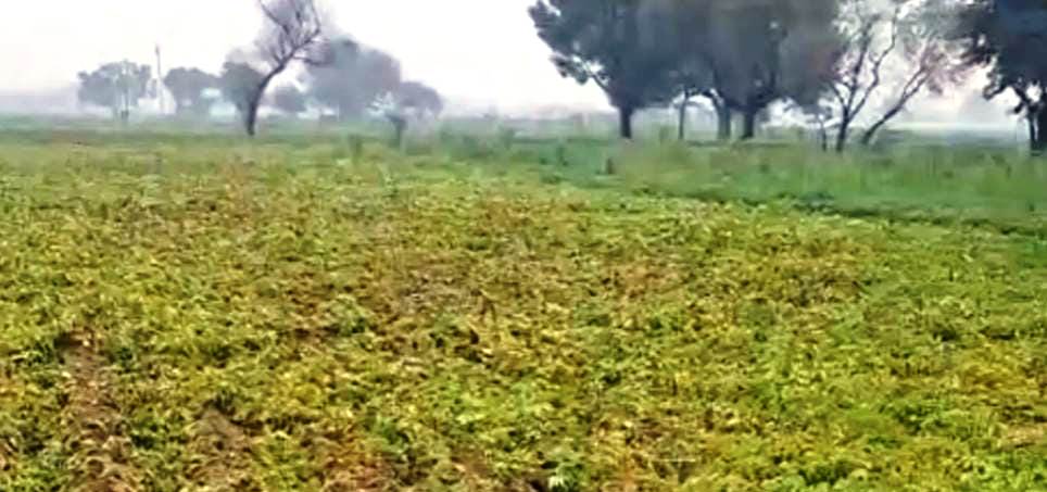 सादाबाद : बारिश से आलू की फसल पर रोग का खतरा, लगातार हो रही बारिश के बाद किसान परेशान, बारिश की आशंका