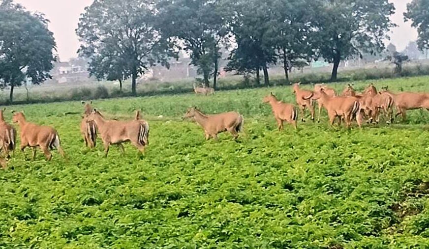 हसायन : खेतों में घुसकर फसल रौंद रहे जंगली सूअर व नीलगाय, किसान चिंतित