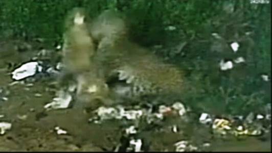 हाथरस में तेंदुआ निकलने से मचा हड़कंप, वन विभाग ने ड्रोन से चलाया सर्च ऑपरेशन, इलाके में भय का माहौल, कुत्ते पर हमले का सीसीटीवी फुटेज आया सामने